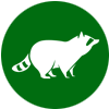 Raccoon