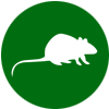 rat