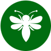 wasps
